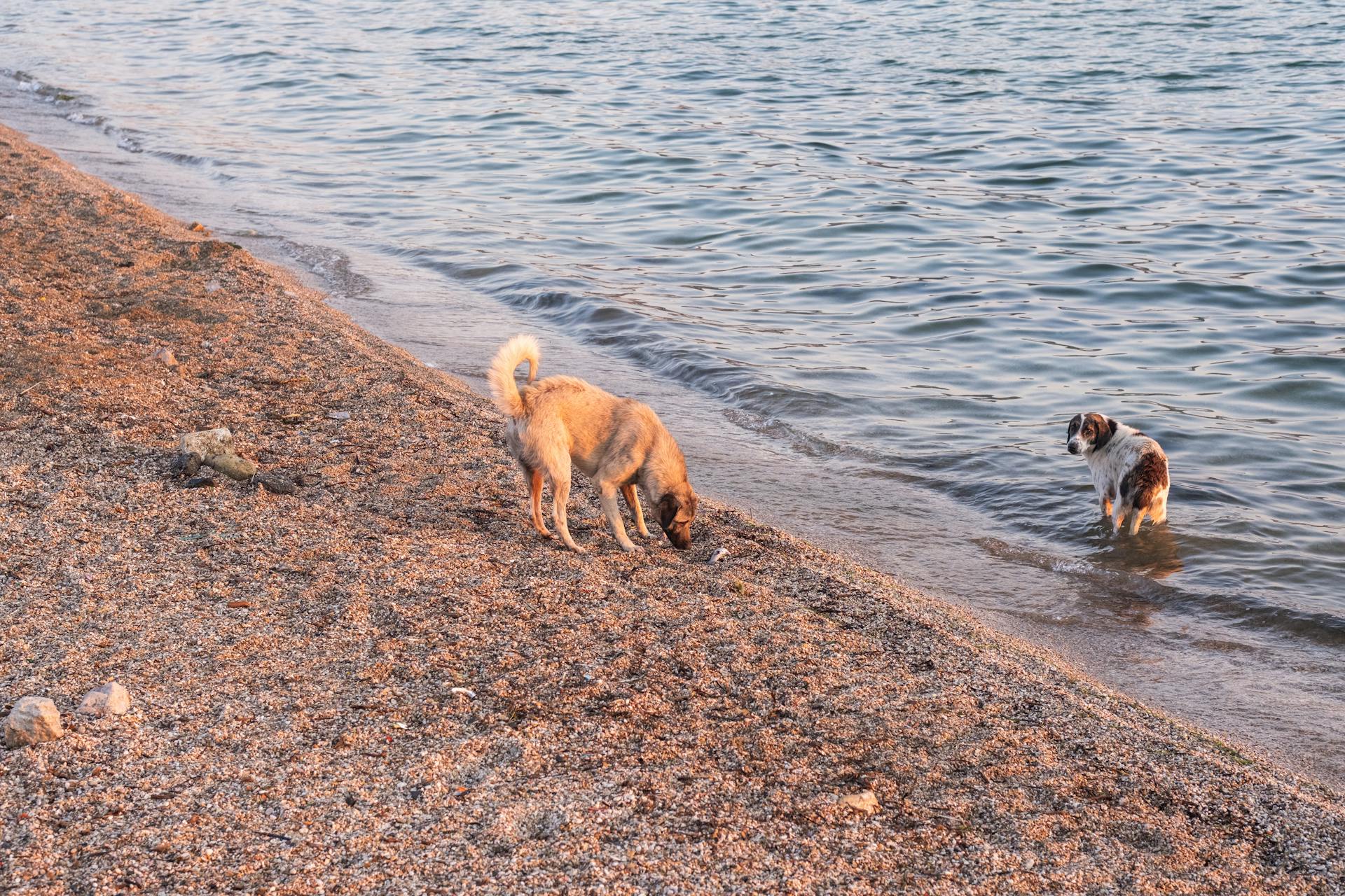 Two dogs playing in the water on the beach