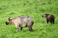 A pair of Sichuan takin grazing in the lush fields of Guangyuan, showcasing the wildlife of China.