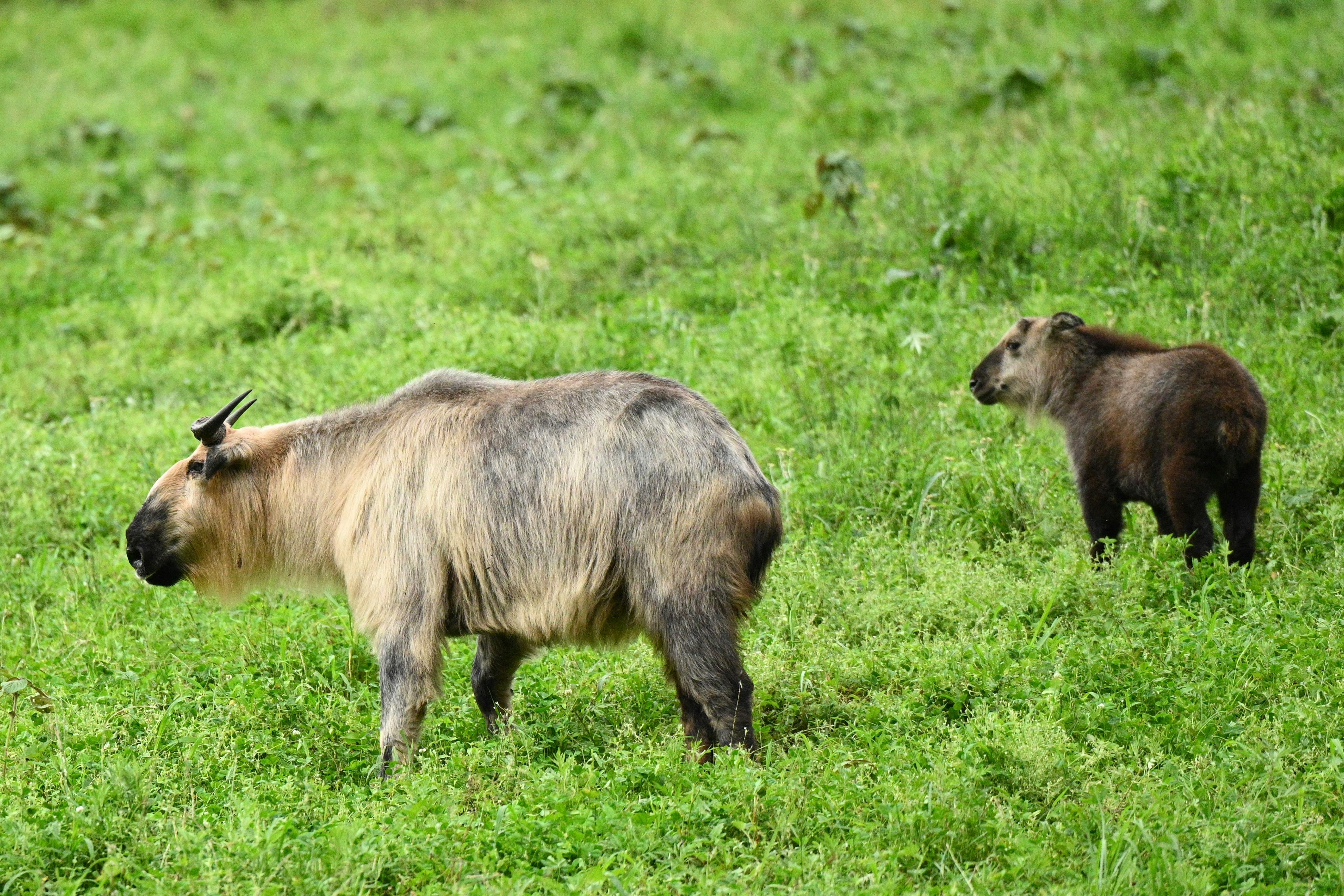 Gratuit Photos gratuites de animal, animal à cornes, animaux sauvages Photos
