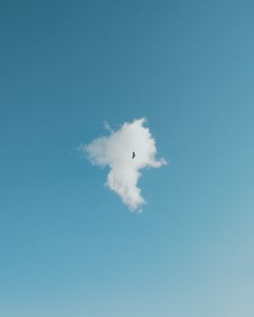 A lone bird soars through a clear blue sky, surrounded by a single cloud.