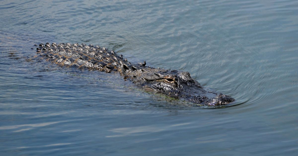 Close-up of an American alligator swimming calmly in open water, showcasing its natural habitat and features.