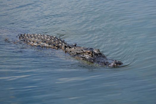Everglades airboat safari — Miami