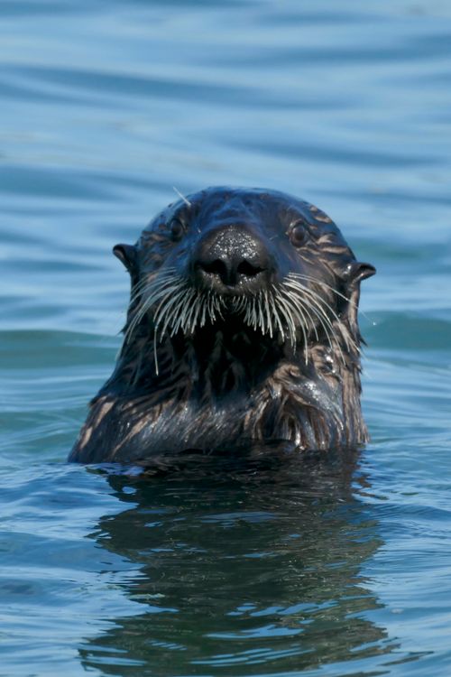 Free Close-up of a southern sea otter swimming in the ocean at Moss Landing, California. Stock Photo