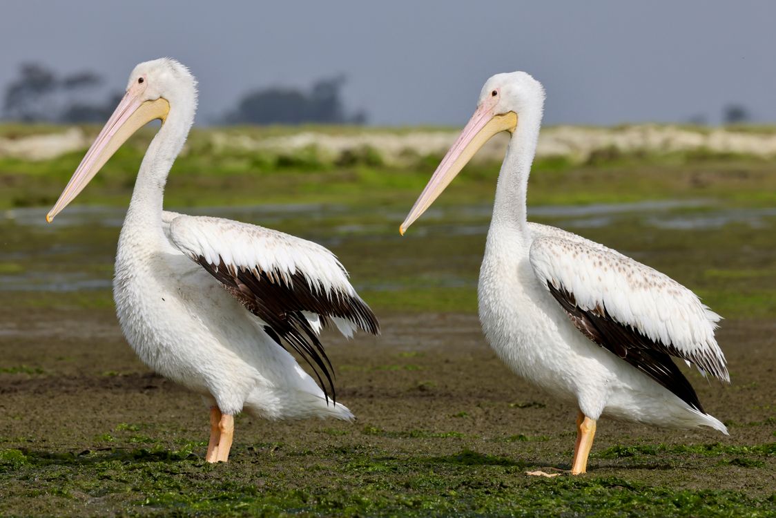 Pelicans on Ground · Free Stock Photo