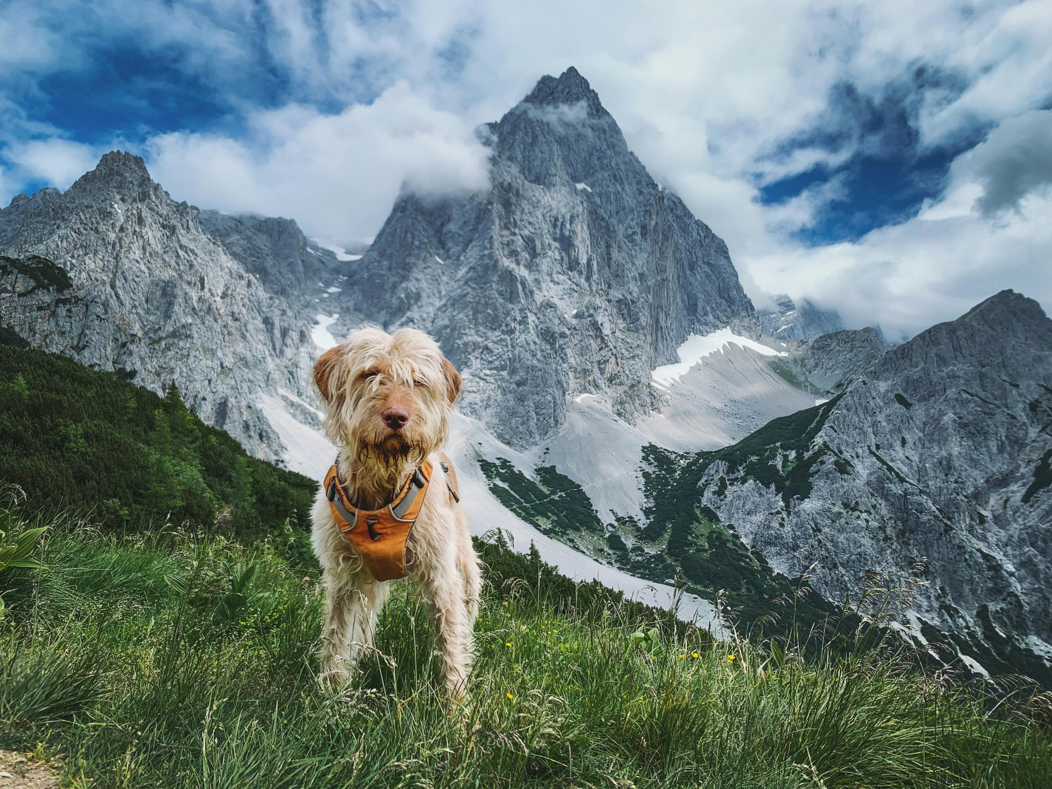 A shaggy dog stands in an alpine meadow with majestic mountains in the background. Perfect for travel and adventure themes.