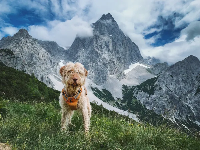 Dog adventuring outdoors — high-visibility accessories and proper hydration gear are essential for trail safety
