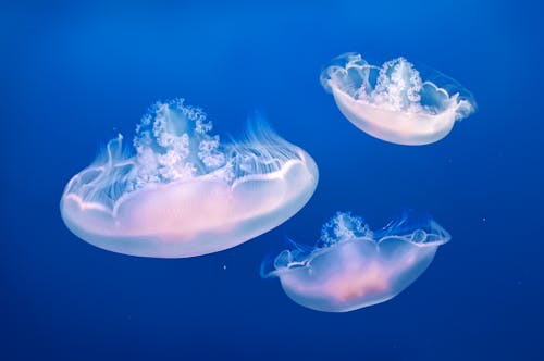 Free Three Jellyfishes Stock Photo