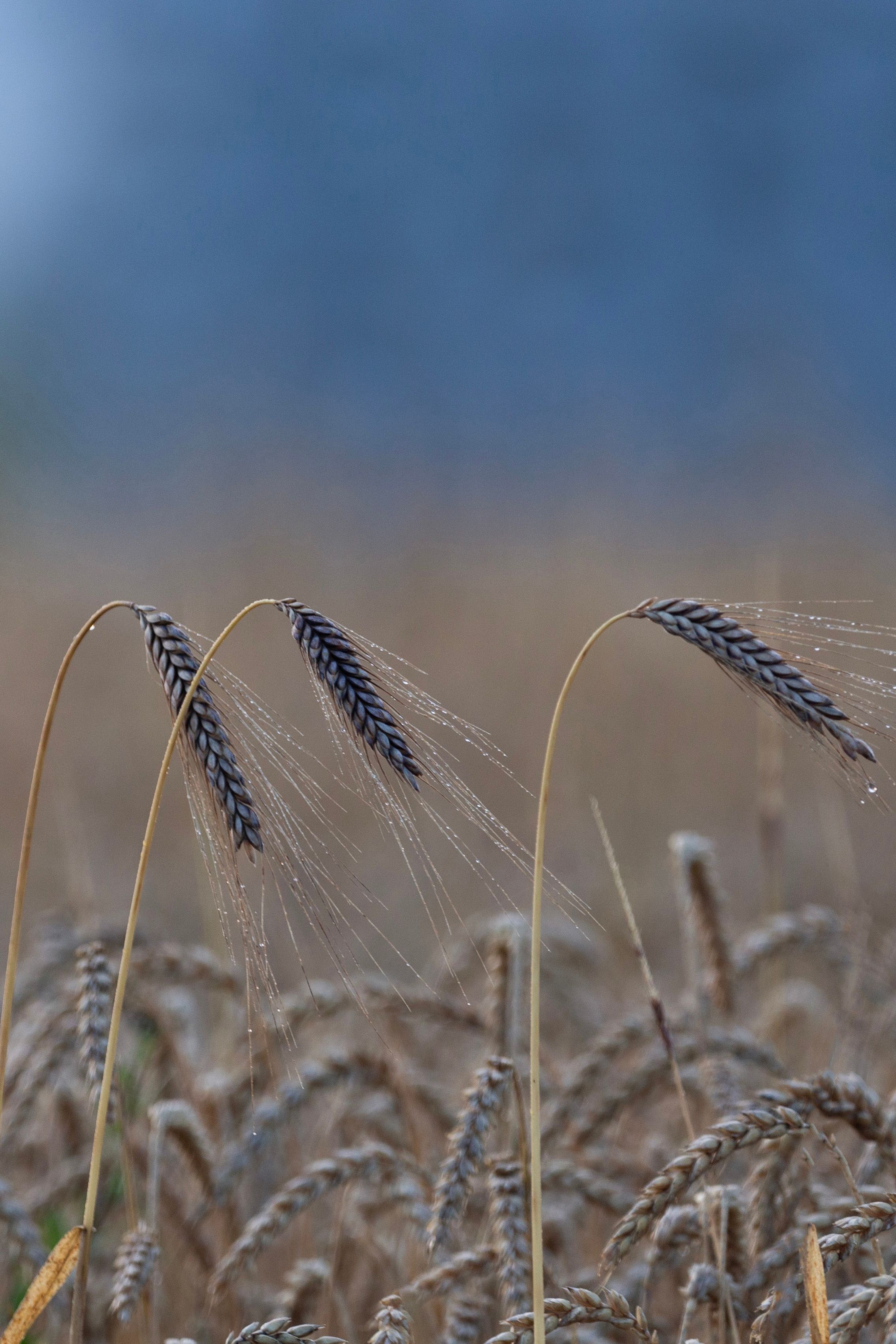 Detailed view of rye stalks covered in morning dew in a serene summer field.