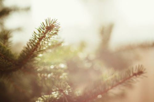 Free A serene close-up of pine needles on a branch, basking in warm sunlight. Stock Photo
