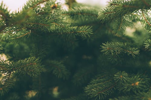 Close-Up Shot of Pine Leaves