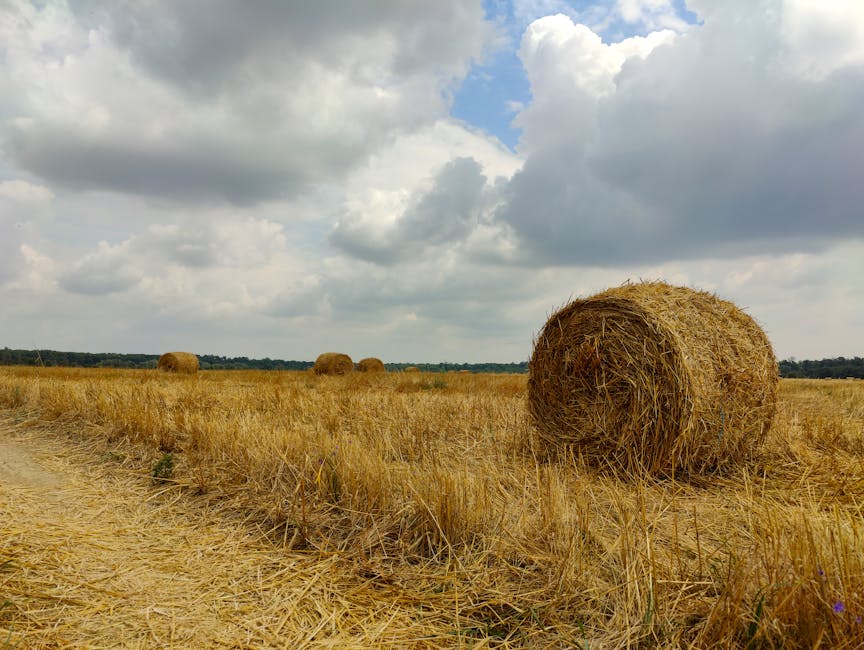 Serene rural scene with hay bales under a cloudy sky, capturing the essence of countryside farming.