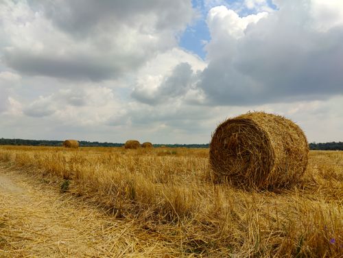 Free Serene rural scene with hay bales under a cloudy sky, capturing the essence of countryside farming. Stock Photo