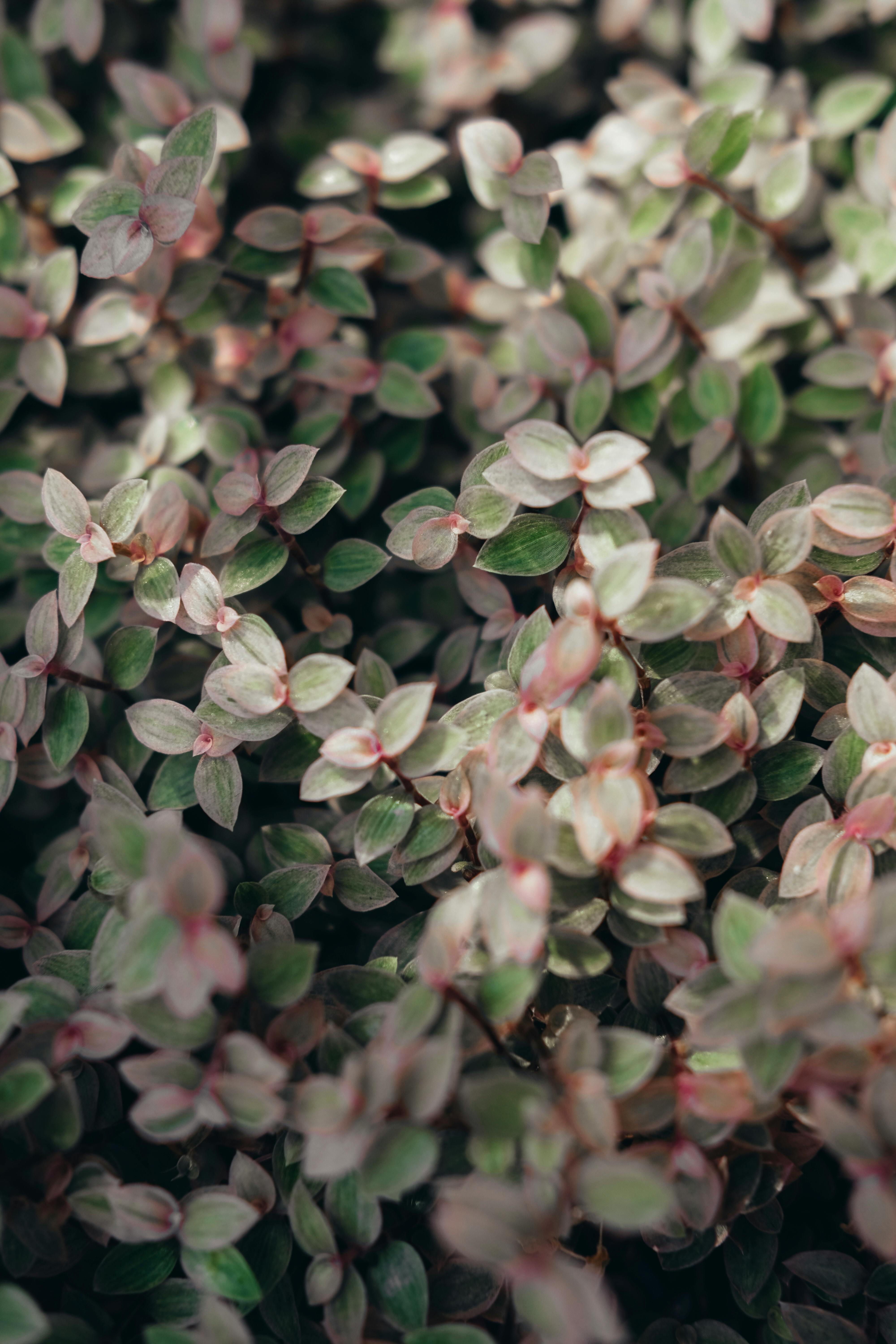 123moviesfree Bush Photos Download The BEST Free 123moviesfree Bush 