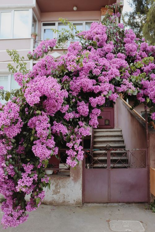 Free Vibrant pink bougainvillea cascading over a house entrance, capturing summer's essence. Stock Photo