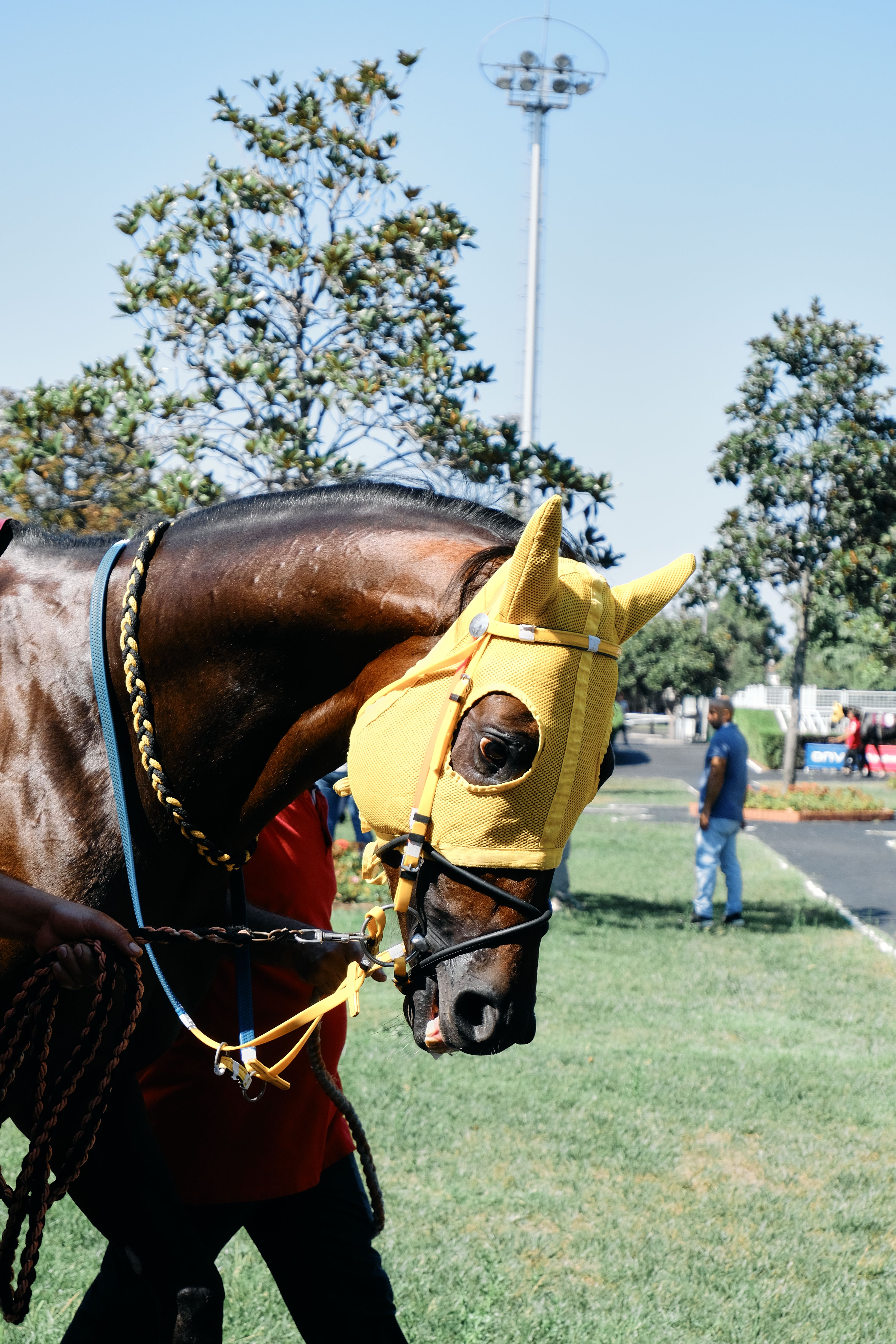 A colt walked round the parade ring