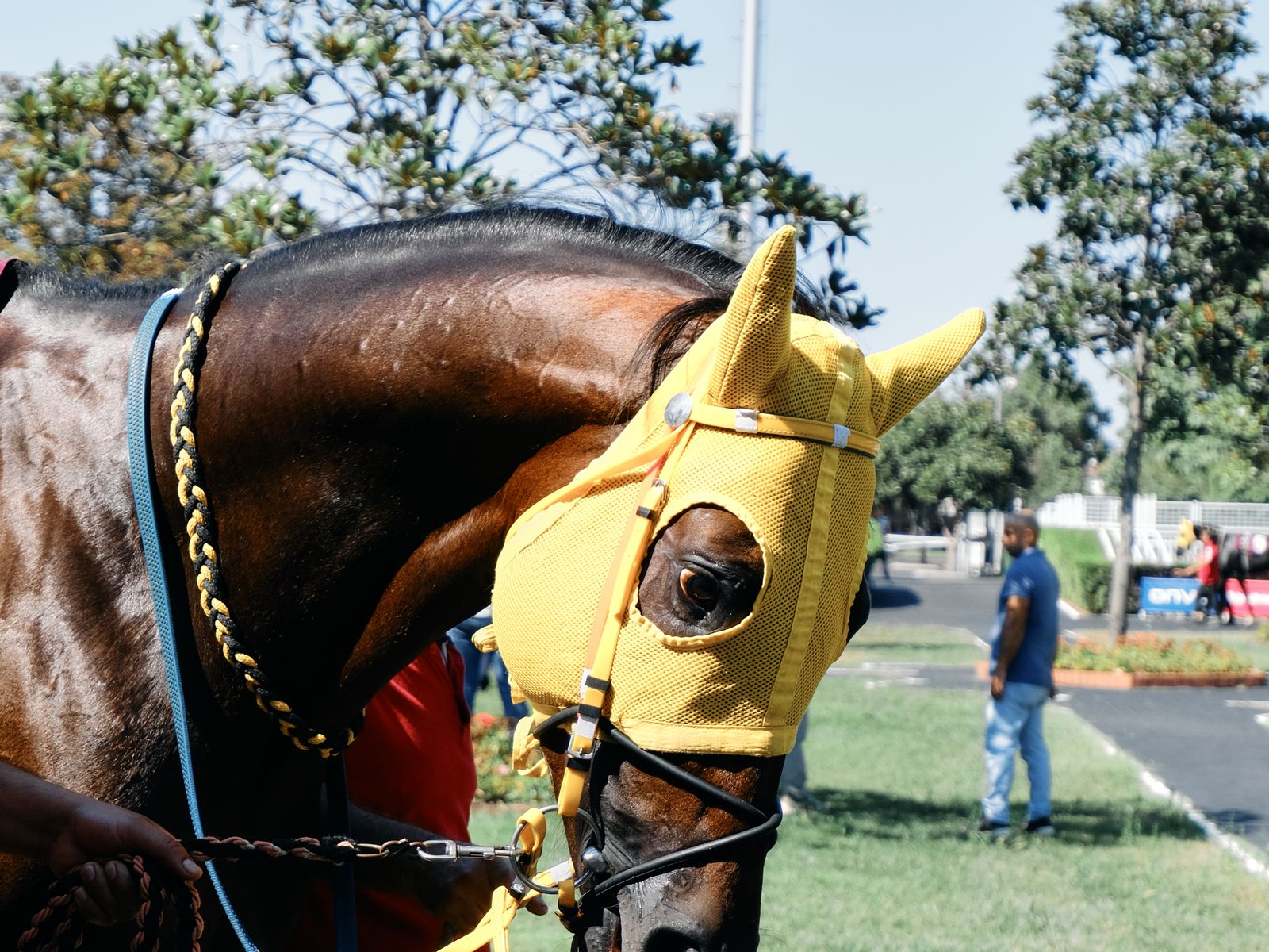A colt walked round the parade ring