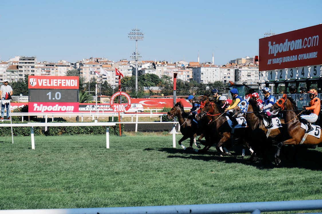 Free Riders race from the starting gate at Veliefendi racetrack, capturing equestrian sports excitement. Stock Photo