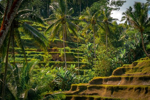 Ubud cooking class with a local family — Bali