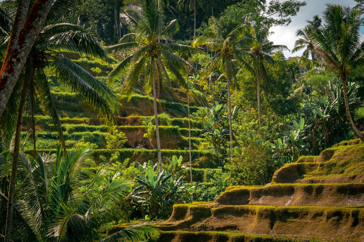 Bali - orezării în terase în Ubud, printre palmieri