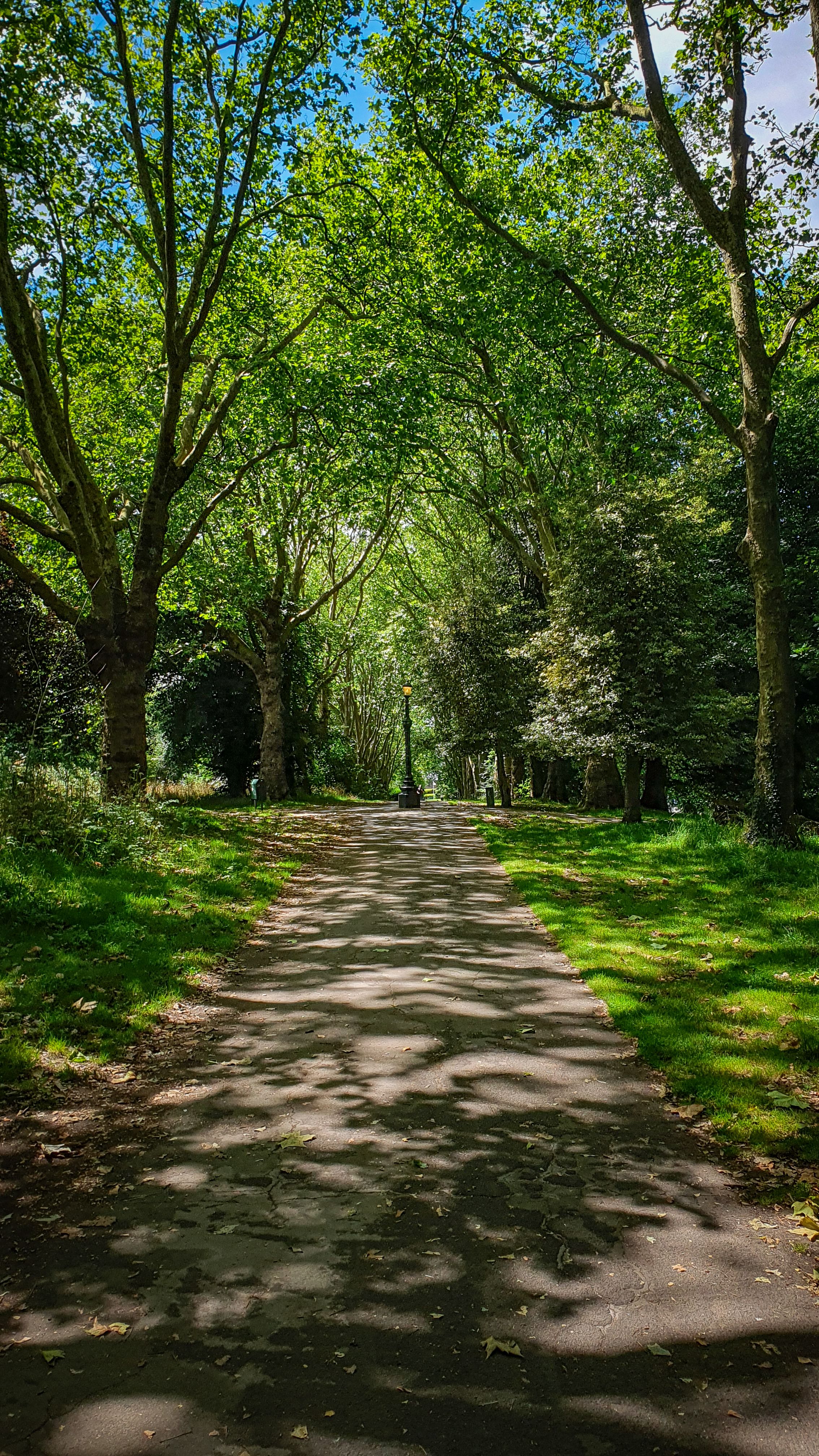 View of a Footpath between Green Trees · Free Stock Photo