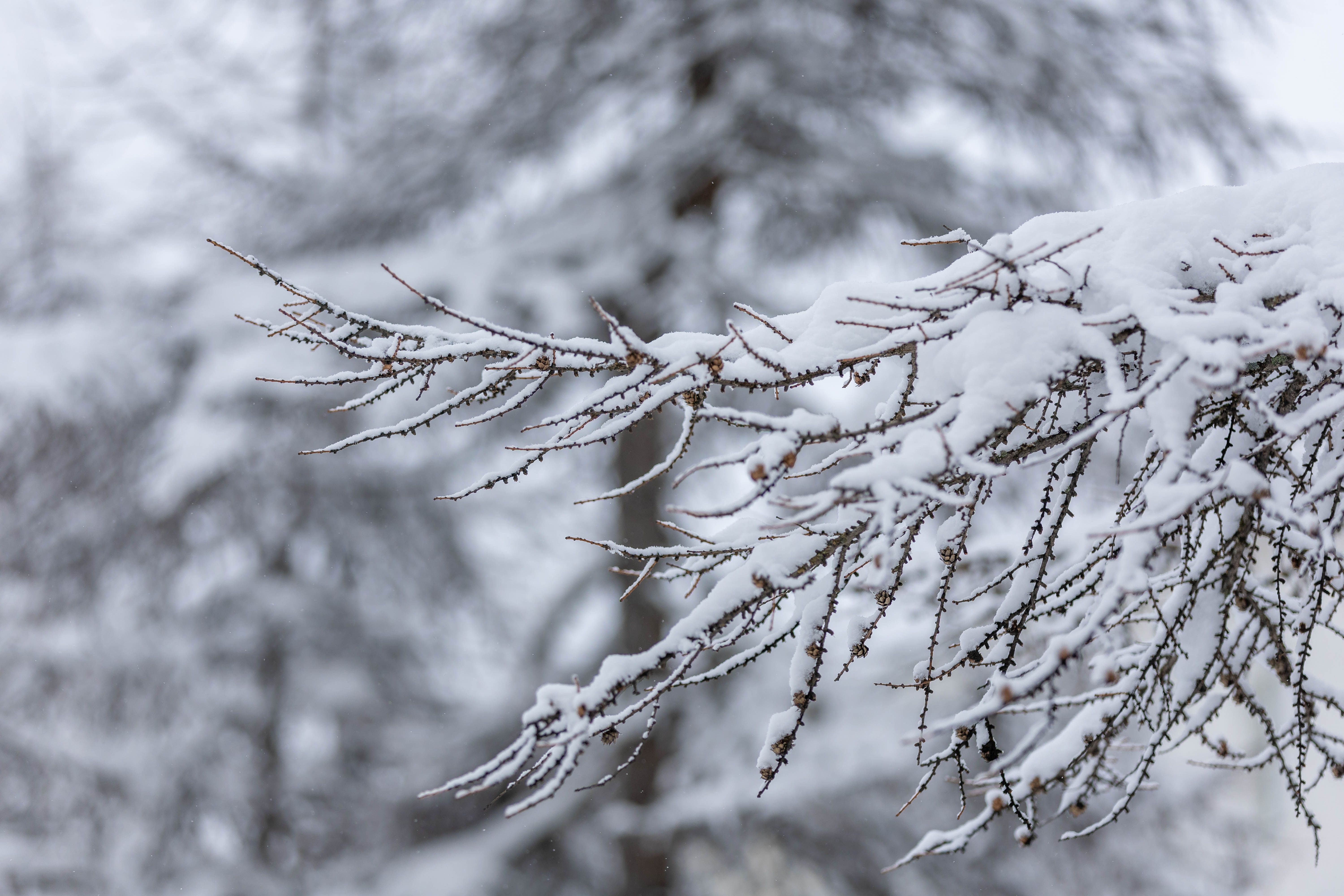 Cédraie sous la neige