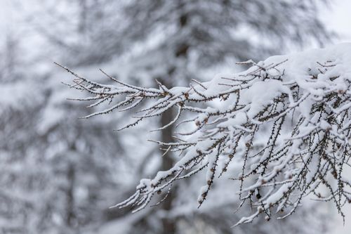 Free Close-up of a snow-laden pine branch in a serene winter forest setting. Stock Photo