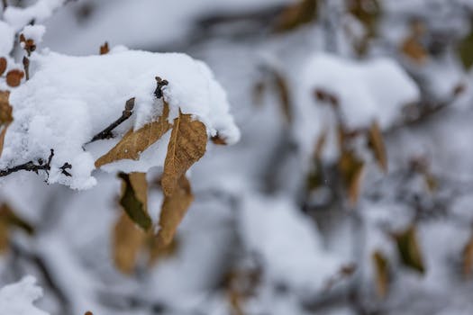 Close-up of leaves with snow in a serene winter landscape.