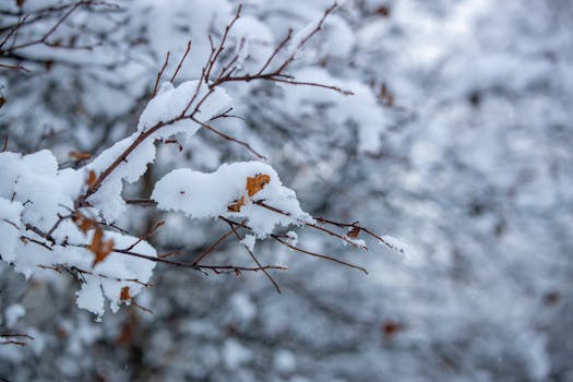 A close-up of snow-covered branches in a winter park, capturing frosty beauty.