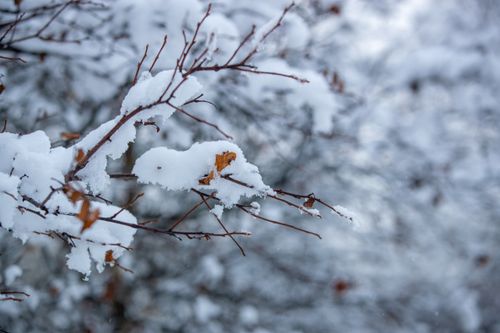 Free A close-up of snow-covered branches in a winter park, capturing frosty beauty. Stock Photo