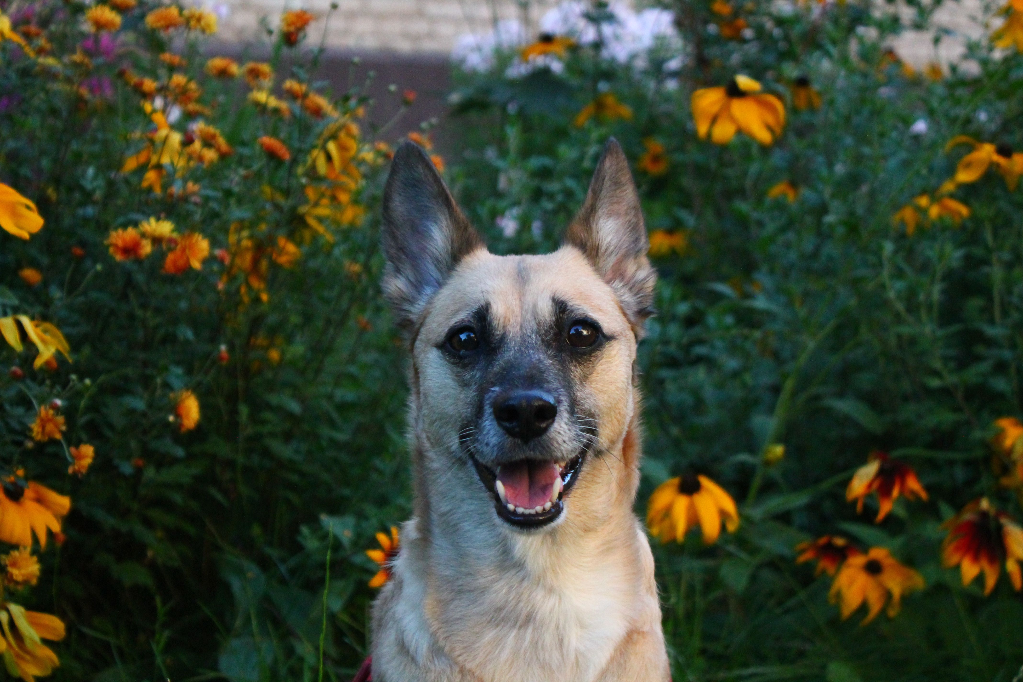 Susan Friedman Behavior Conference 2026: Revolutionizing Canine Psychology Through Science