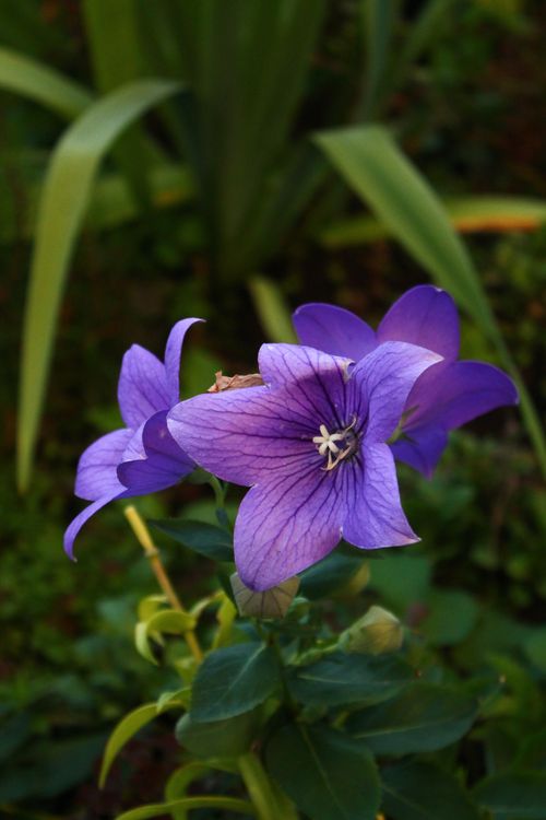 Free Vibrant purple bellflowers blooming in a lush garden setting. Stock Photo