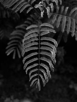 Artistic black and white close-up of fern leaves showcasing their intricate pattern.