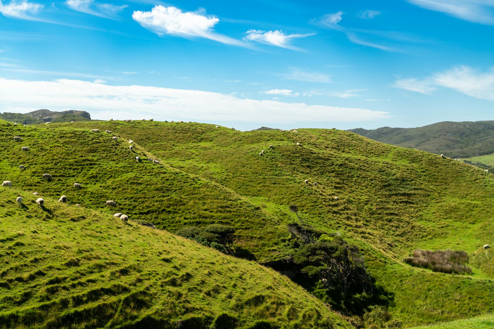 Cape Farewell Hillside, New Zealand