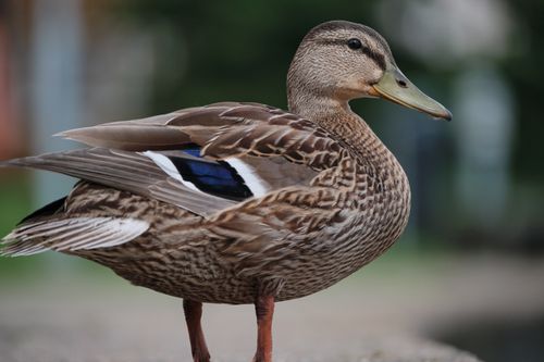 Free Detailed image of a mallard duck standing by a calm lake, showcasing its vibrant plumage. Stock Photo