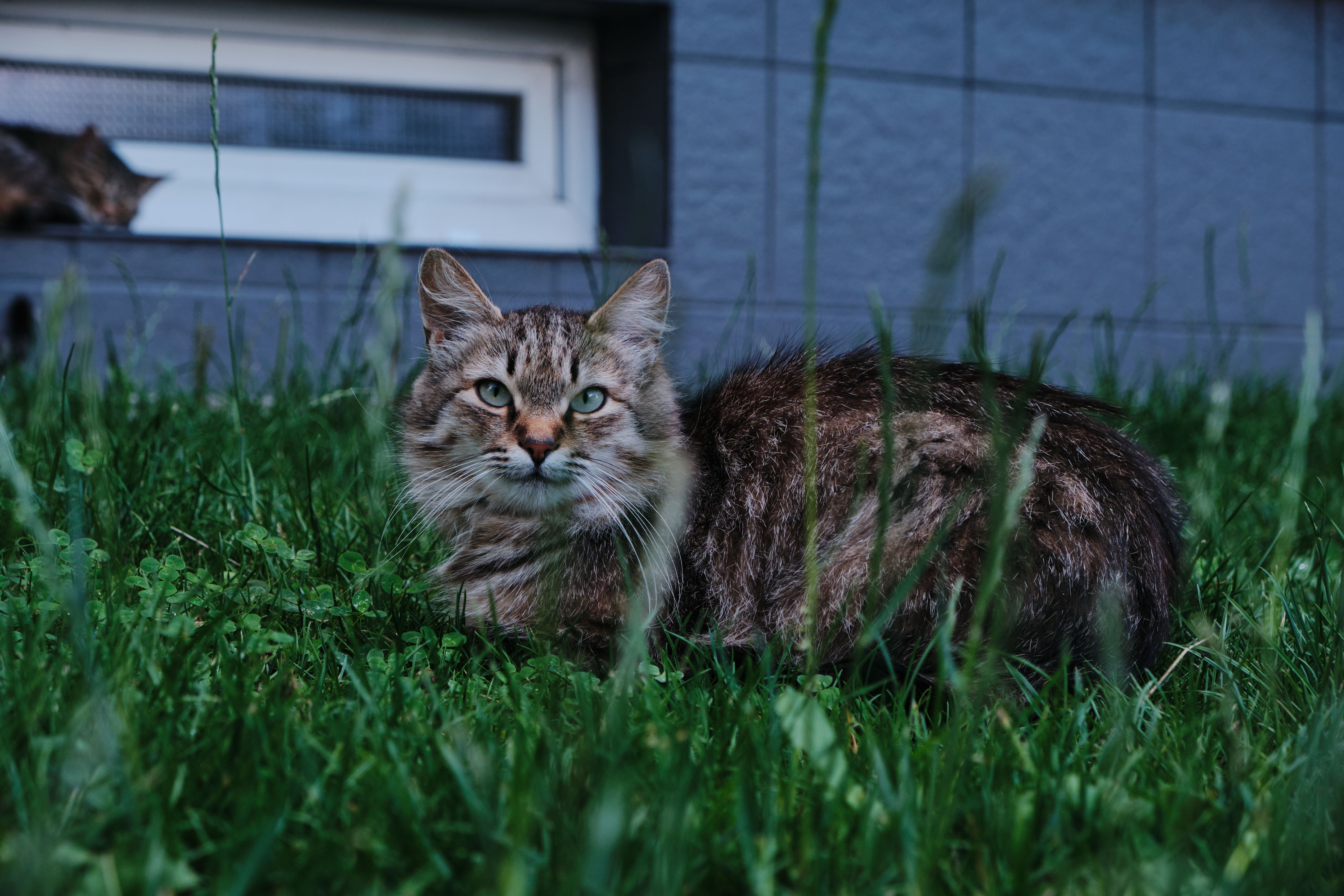 A cat sitting in the grass next to a building · Free Stock Photo