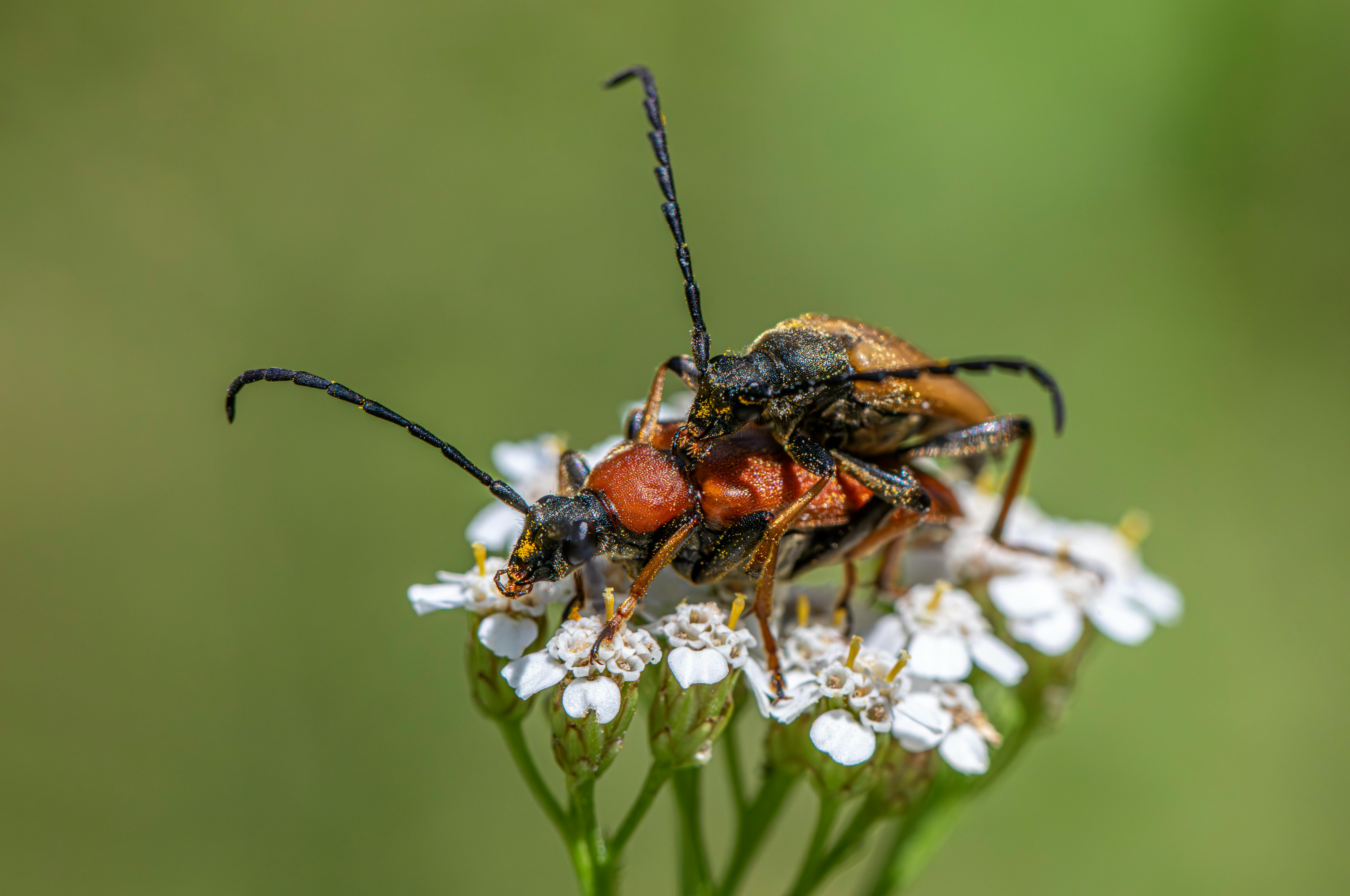 two beetles are sitting on top of a flower