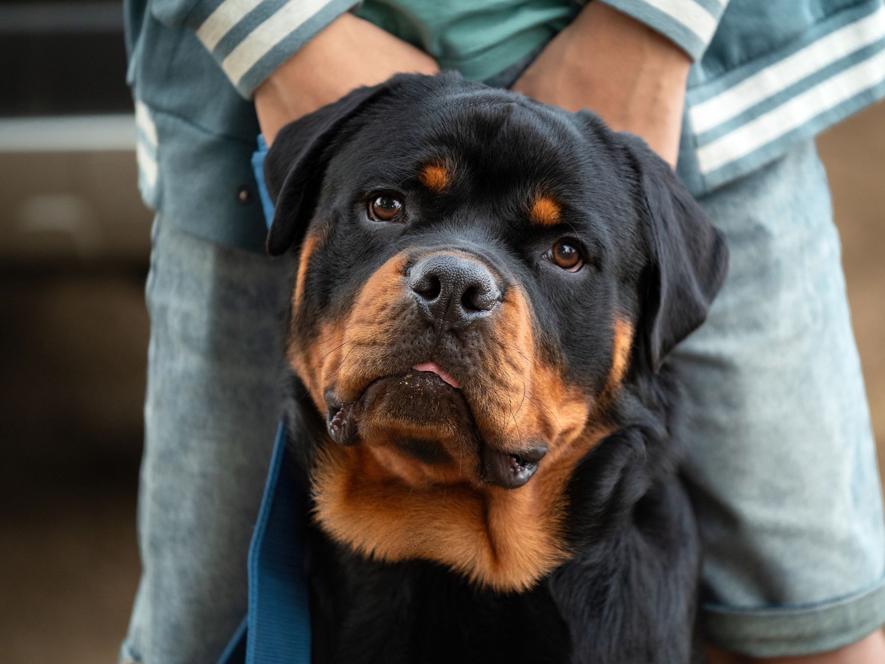 Best Durable Dog Leashes for Large Breeds (2026) – Tough, Reliable Picks That Stand Up to Power Pullers