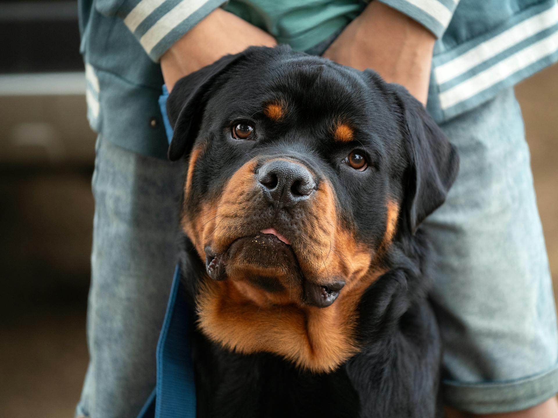 A rottweiler dog is being held by a person