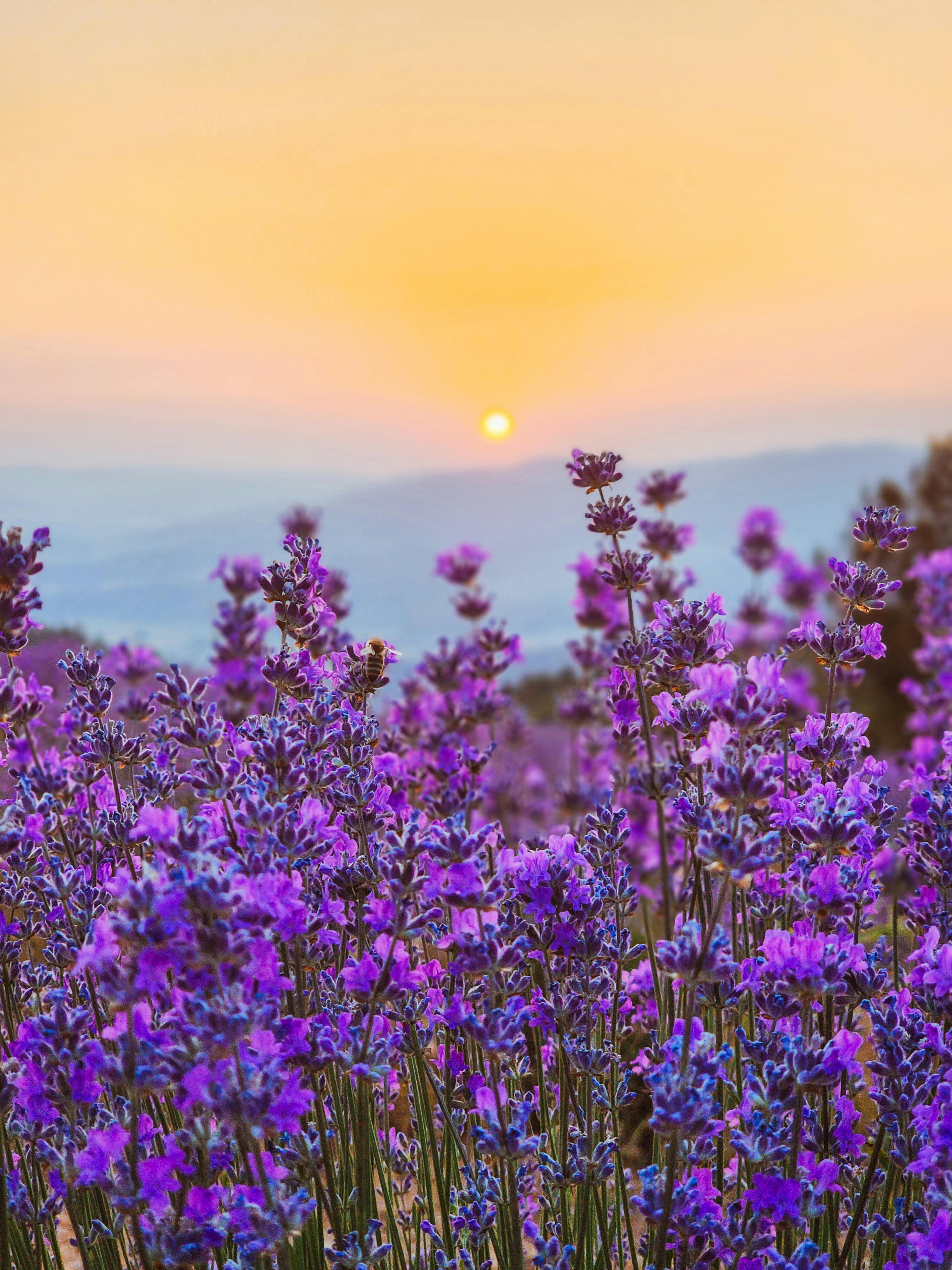 Stunning lavender field with sunset backdrop, capturing nature's vibrant beauty.
