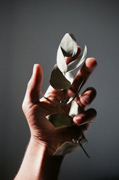 A close-up of a hand holding eucalyptus leaves with dramatic lighting creating a high contrast effect.