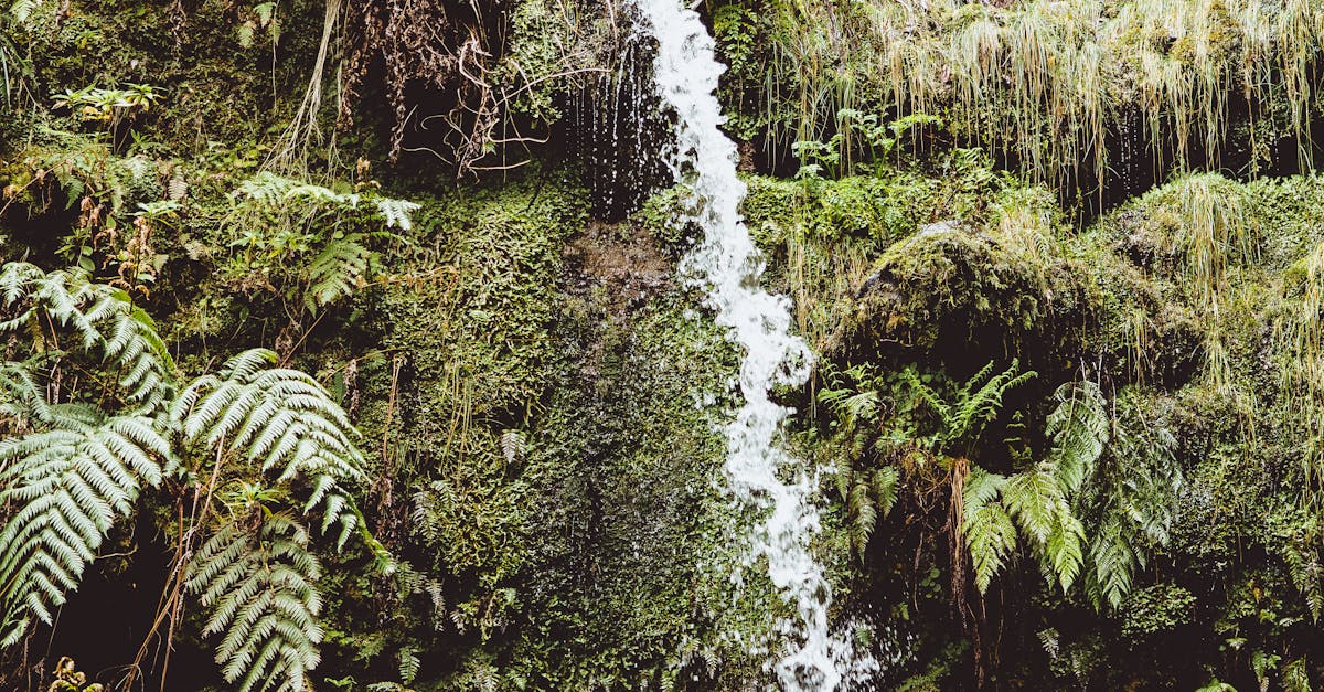 PPC Jungle Scout: Navigating the Wild World of PPC Campaign Management