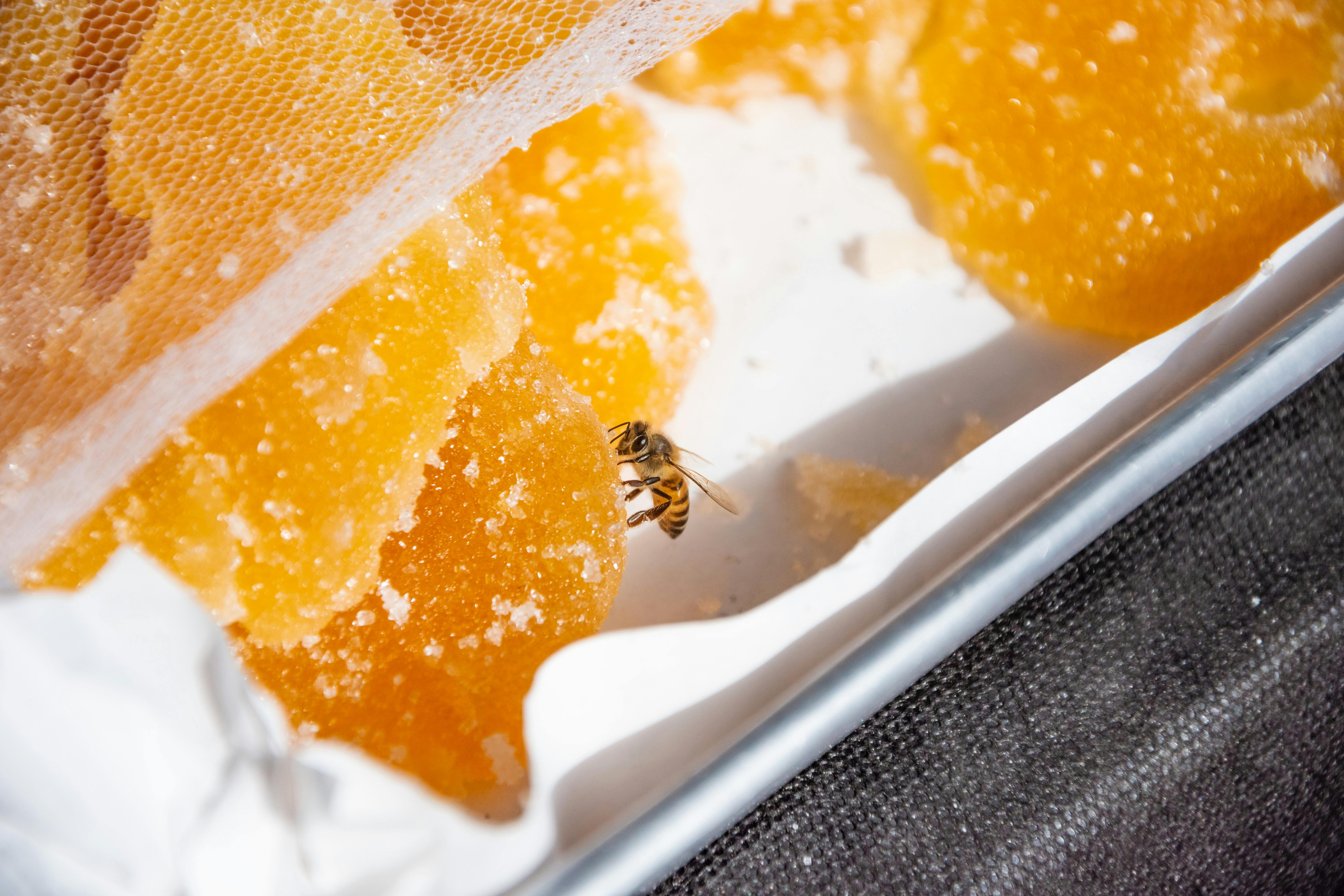 sweet encounter bee enjoying sugar crystals in itatiba sp