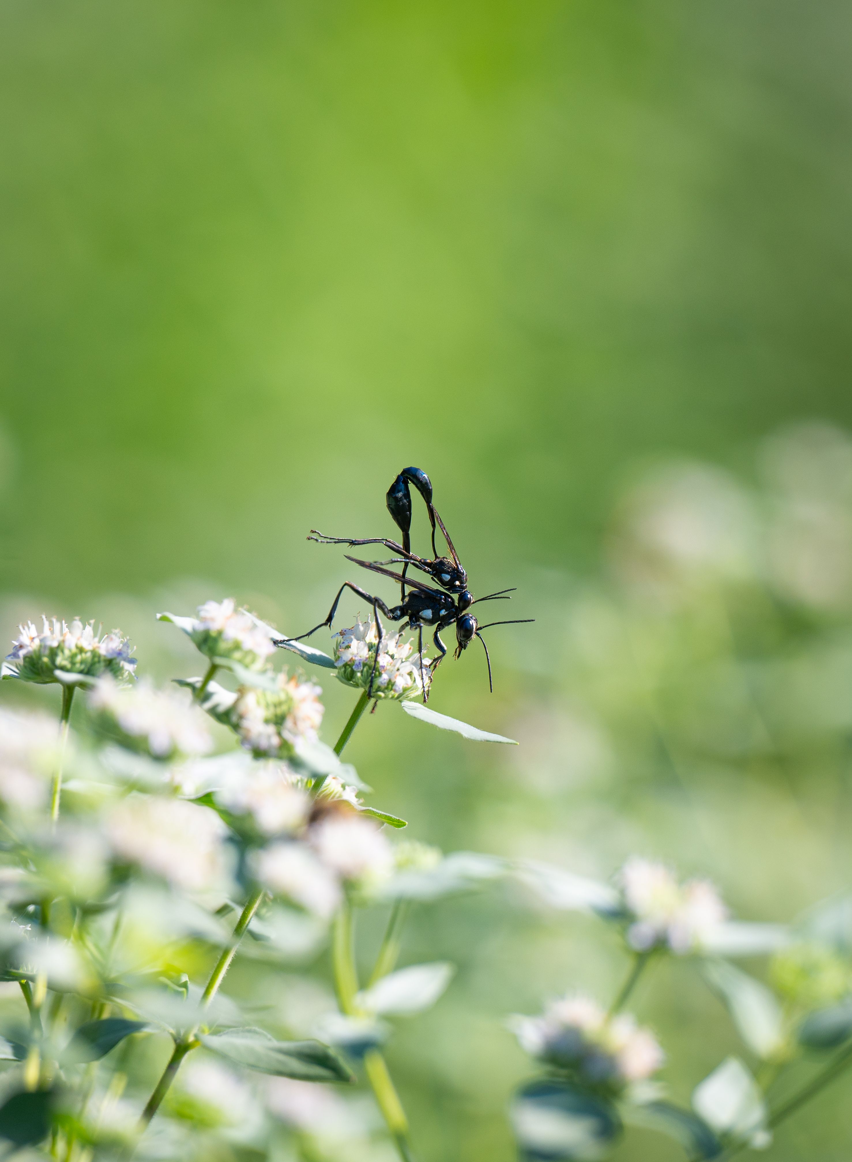 A black and white insect sitting on a flower · Free Stock Photo