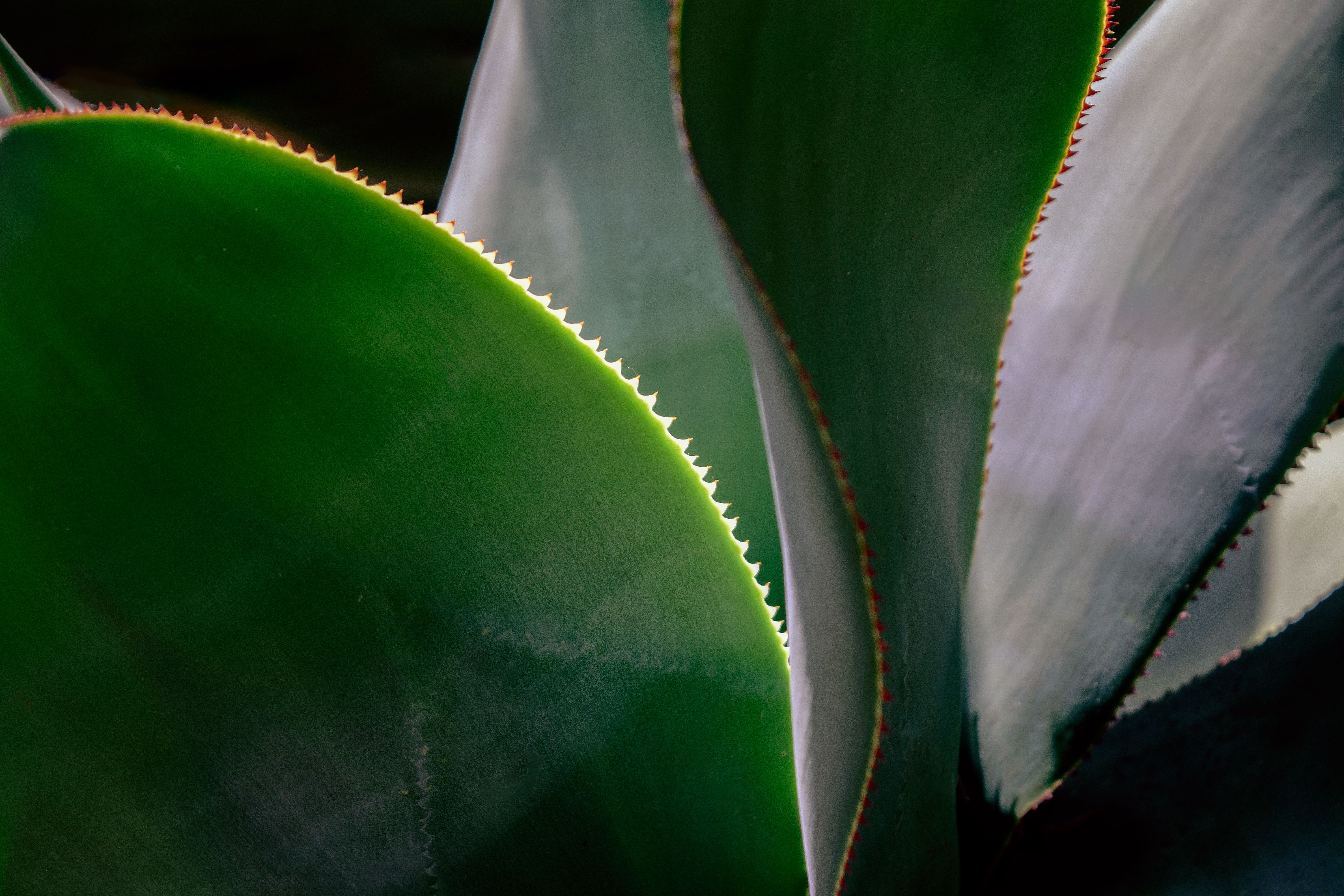 Detailed shot of serrated, vibrant agave plant leaves outdoors.
