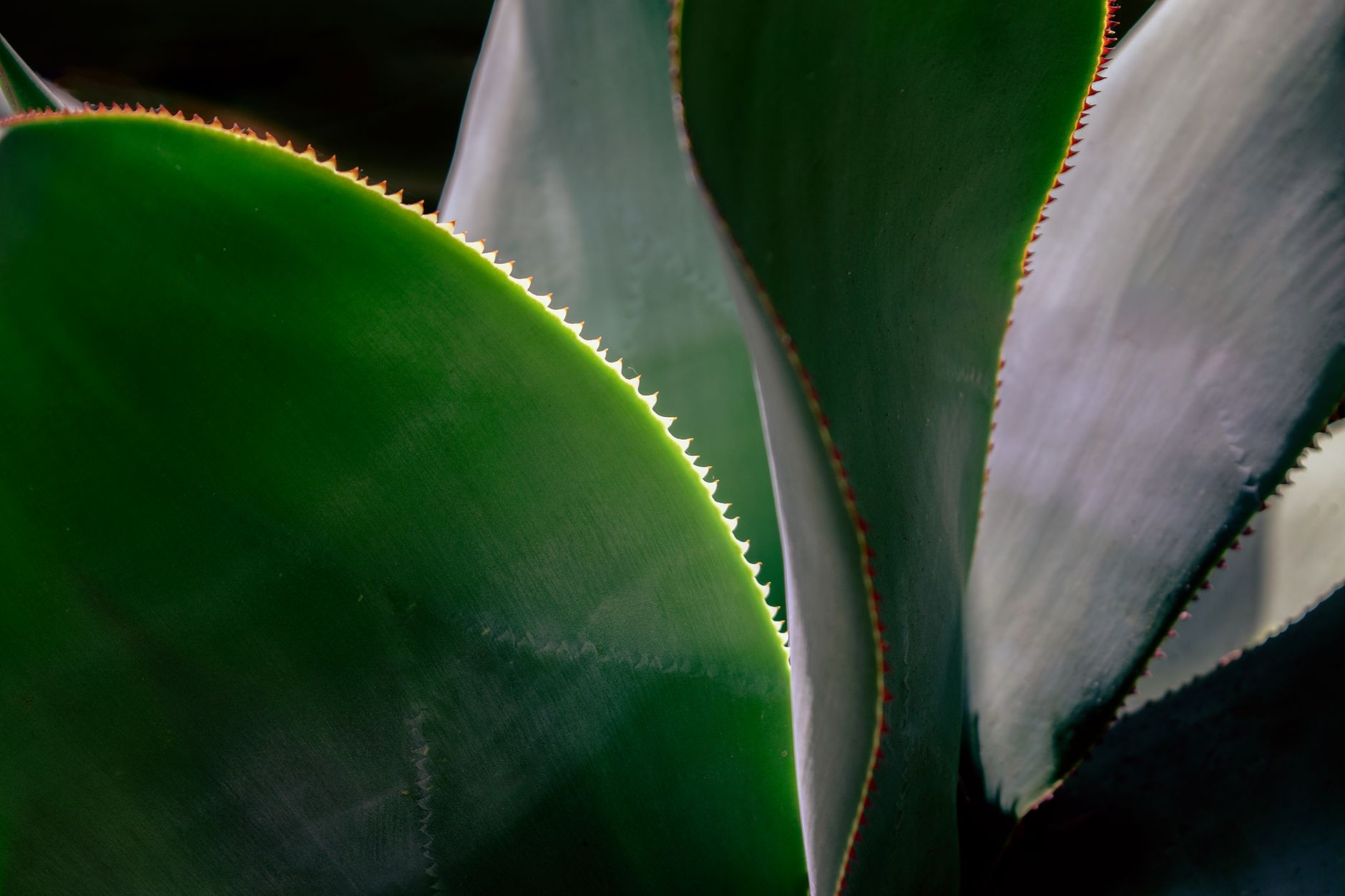 Detailed shot of serrated, vibrant agave plant leaves outdoors.