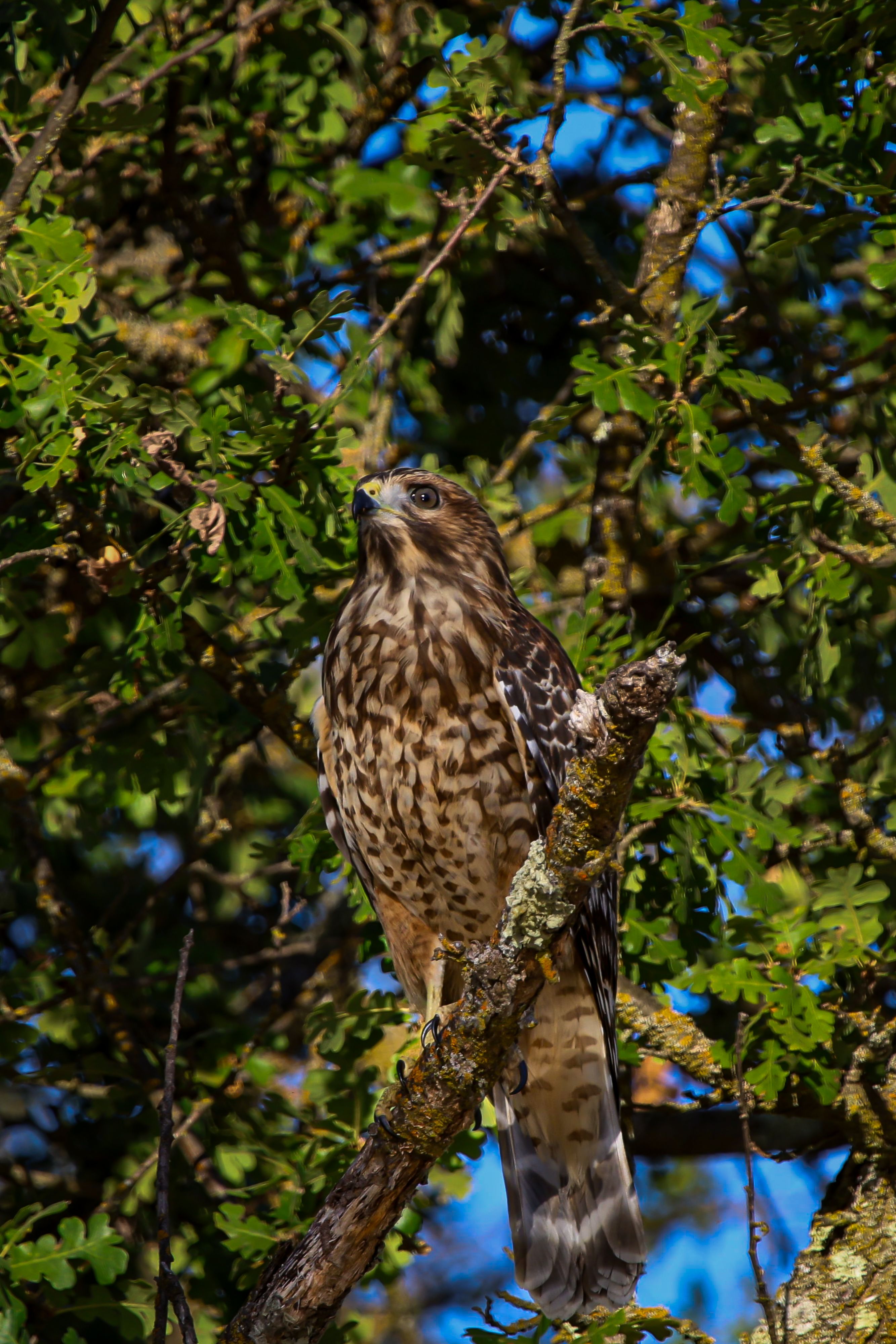 A majestic hawk perched on a branch in a vibrant forest setting, showcasing its keen gaze and feather patterns.