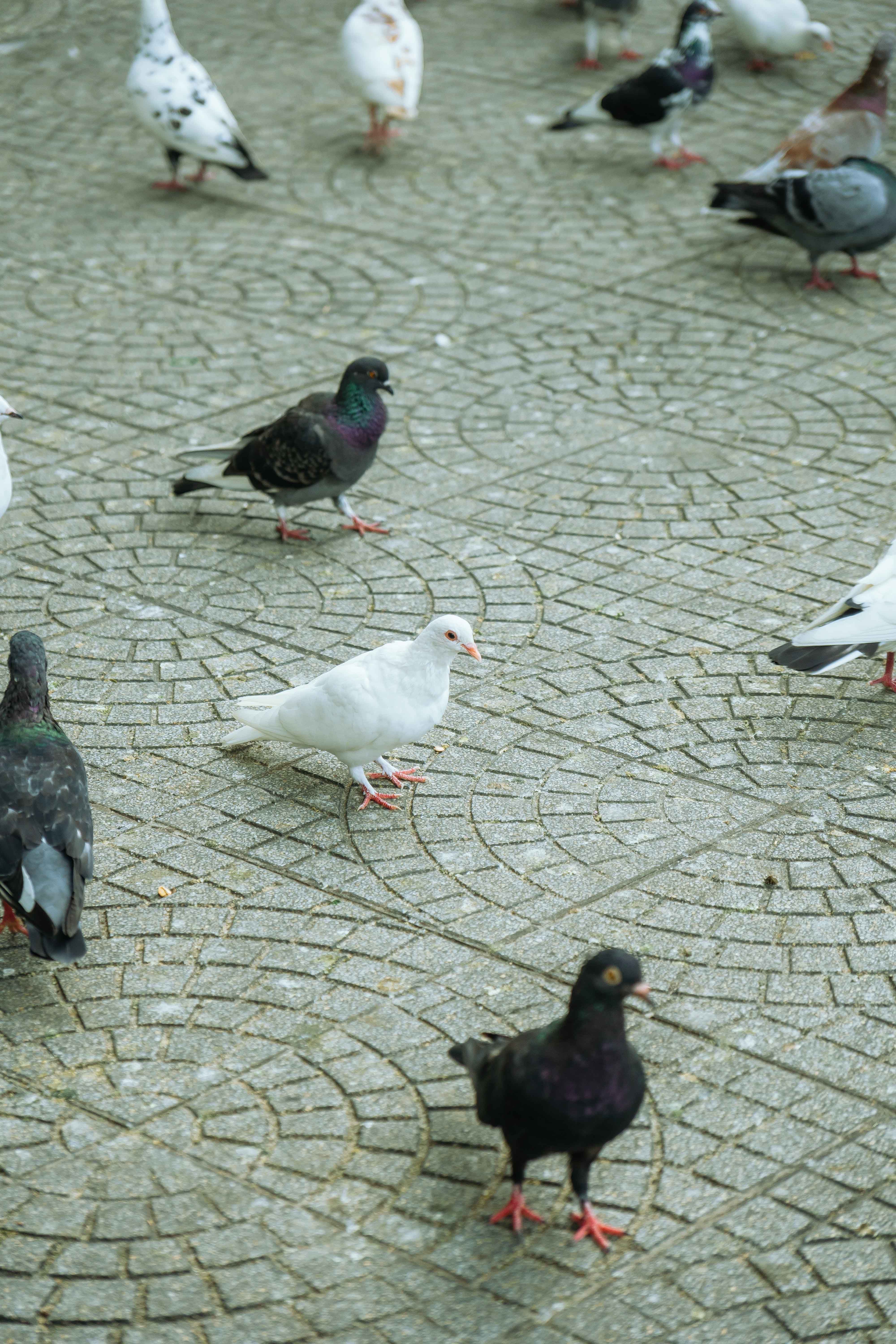 Urban Safari: A City Wildlife Detective Adventure