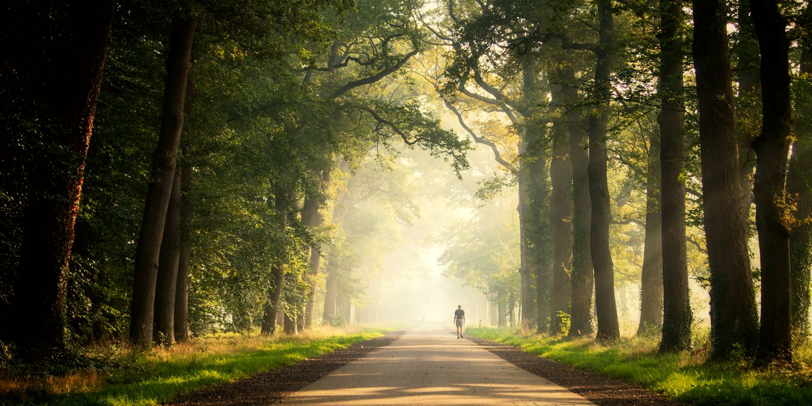 A lone person walks on a misty morning through a serene forest road in Almelo, Netherlands.