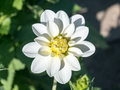Free Vibrant white dahlia flower in full bloom, captured in natural sunlight. Stock Photo
