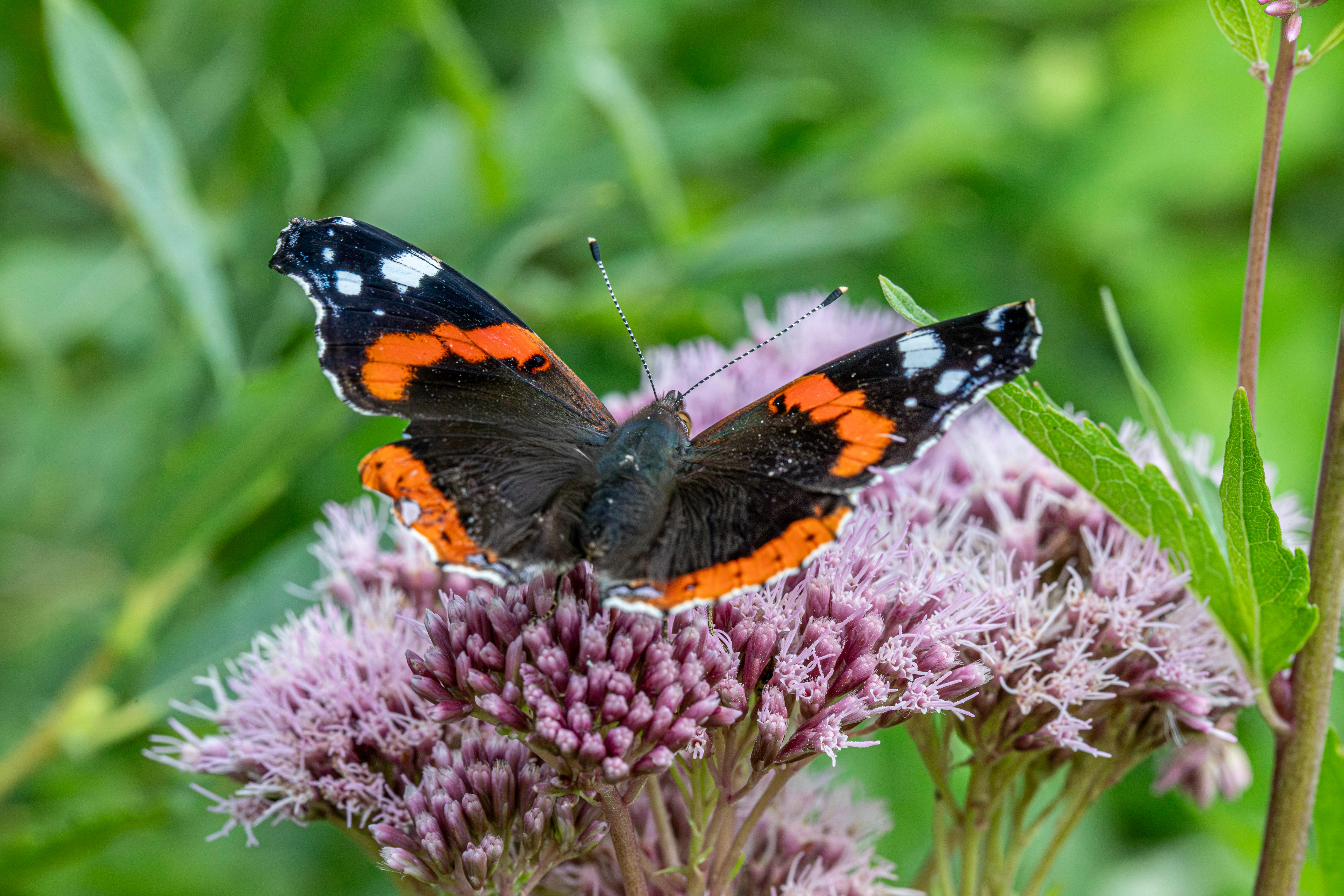 anteater foraging long sticky tongue insect nest feeding behavior wildlife